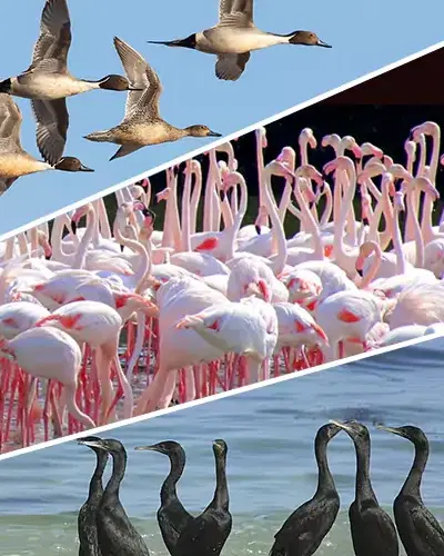 Ras Al Khor Wildlife Sanctuary Dubai