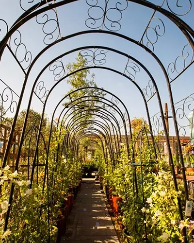 Why You Should Have Indoor Plants In Dubai ?