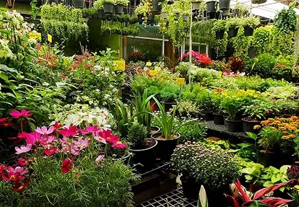 Why You Should Have Indoor Plants In Dubai ?