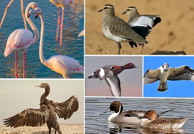 Ras Al Khor Wildlife Sanctuary Dubai