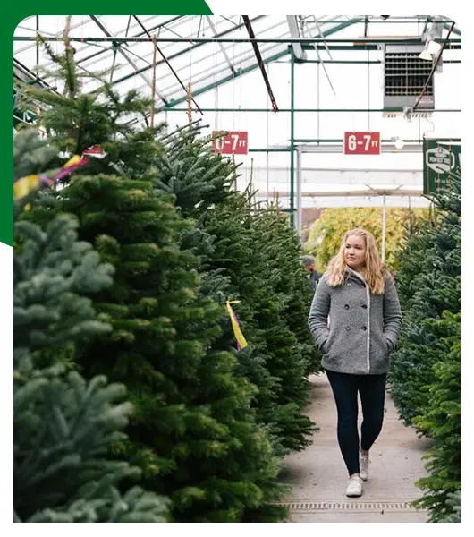 Top Places to Buy a Christmas Tree in Dubai